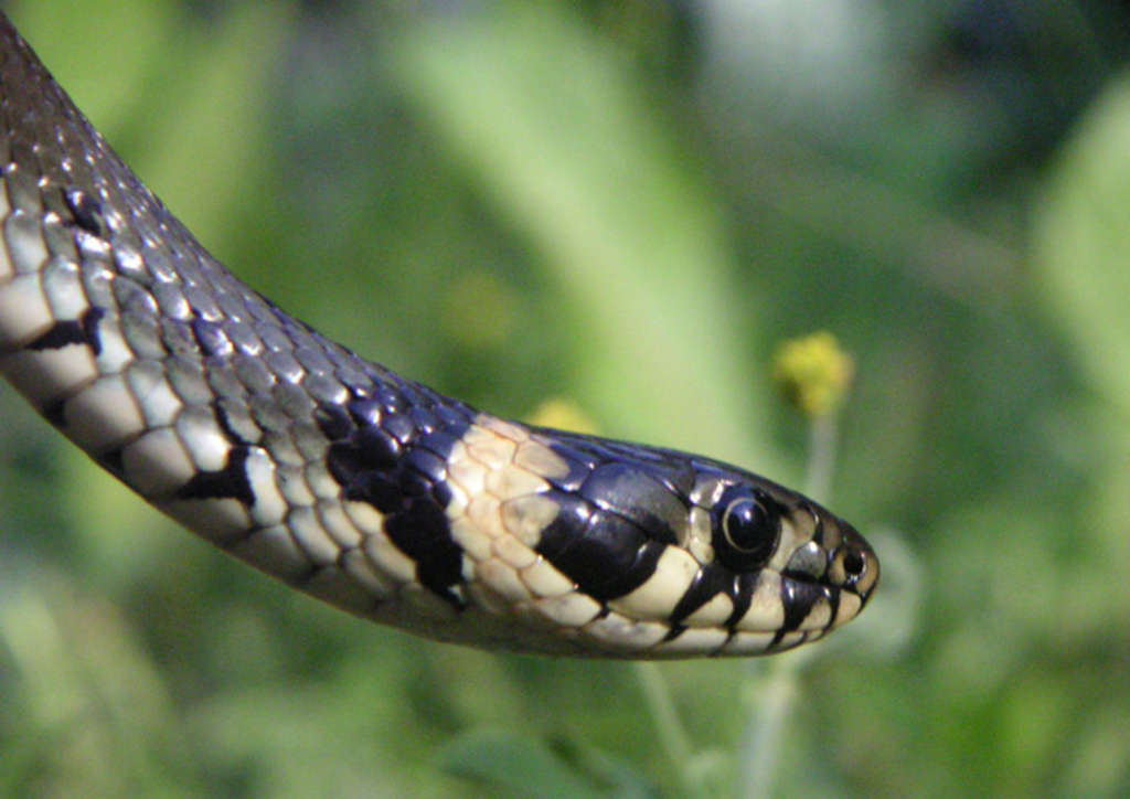 Oktober: Ringelnatter (Natrix natrix)