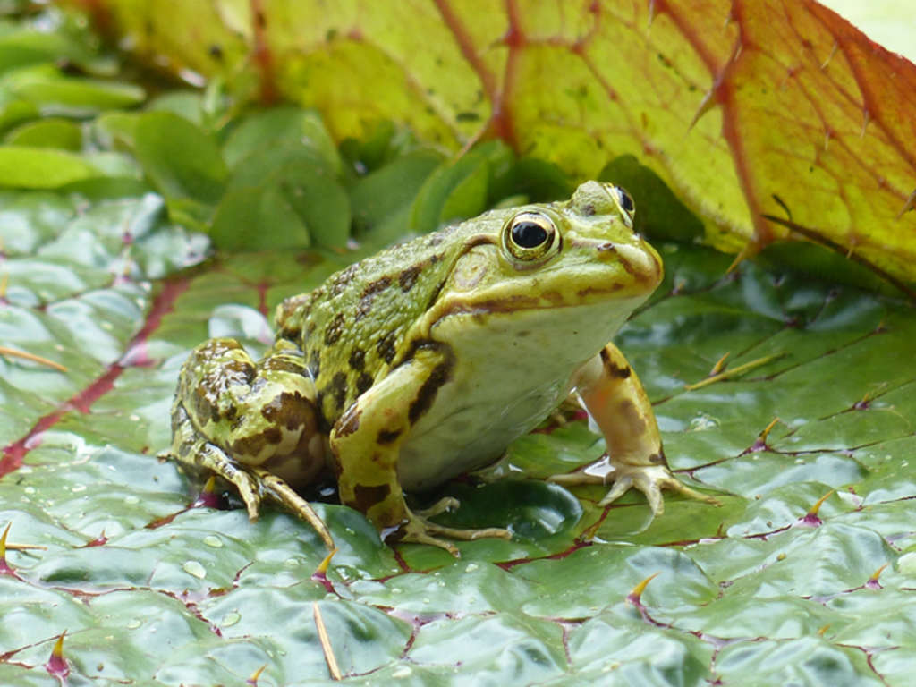 Teichfrosch