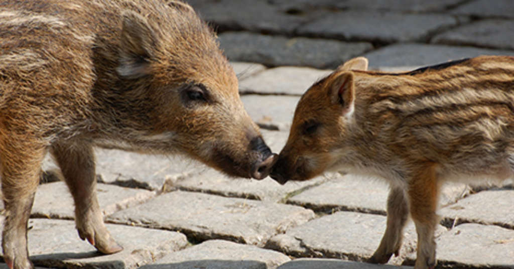 Wildschweine in der Stadt