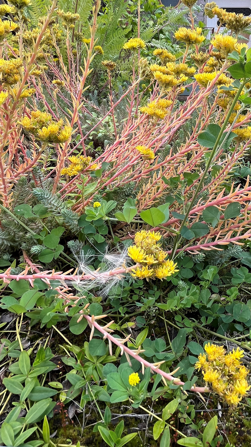 Dachbegrünung mit vielen Blumen