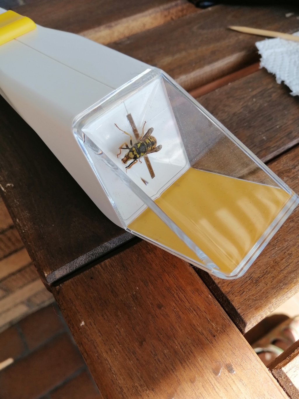 Wespe in Lebendfalle