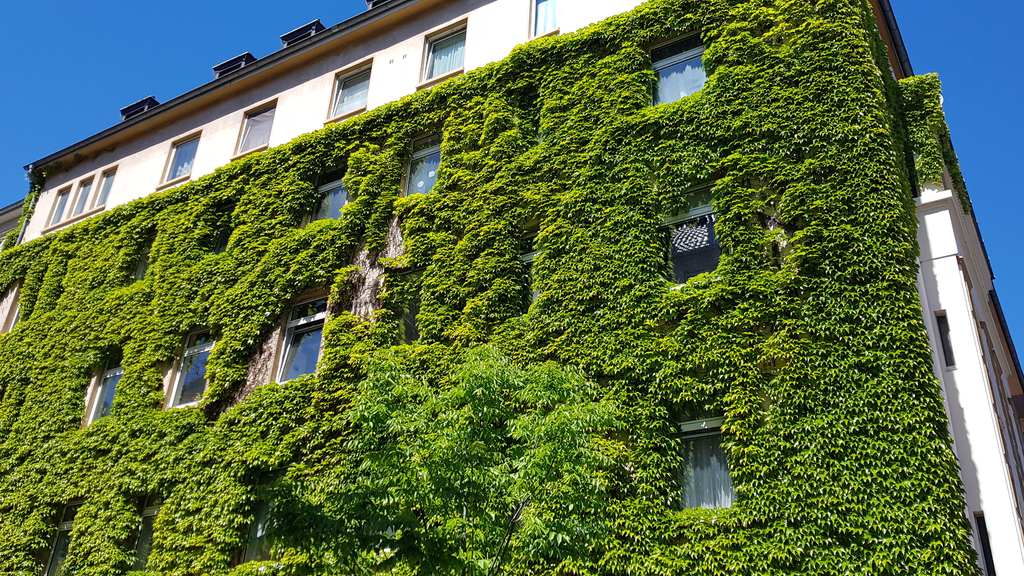 Haus mit Fassadenbegrünung, Link auf GRÜN hoch 3 -  Fassadenbegrünung
