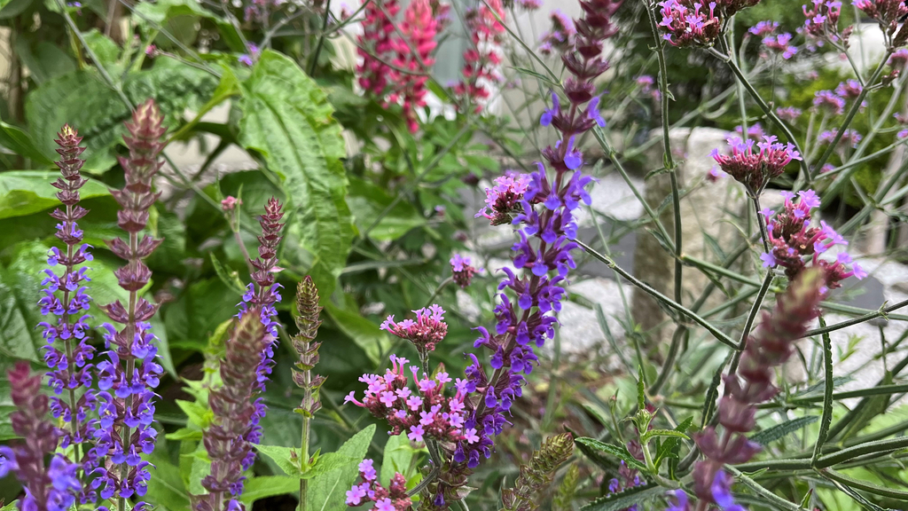 blühende Stauden im Vorgarten, Link auf GRÜN hoch 3 - Entsiegelung und Rückbau von Schotterflächen