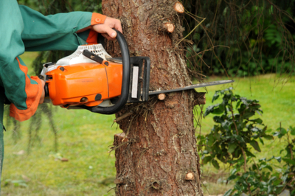 Baumfaellung, Link auf Fällung Rückschnitt Städtischer Bäume