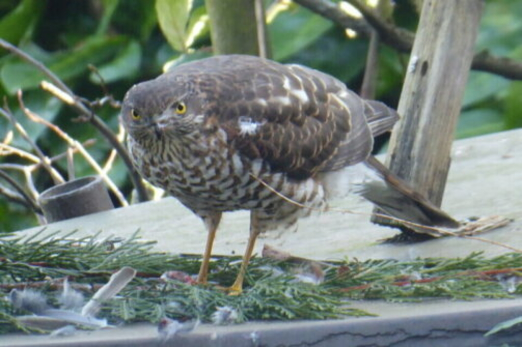 Sperberweibchen mit Beute