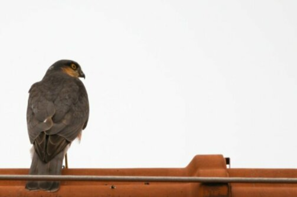 Sperbermännchen auf einem Dachfirst