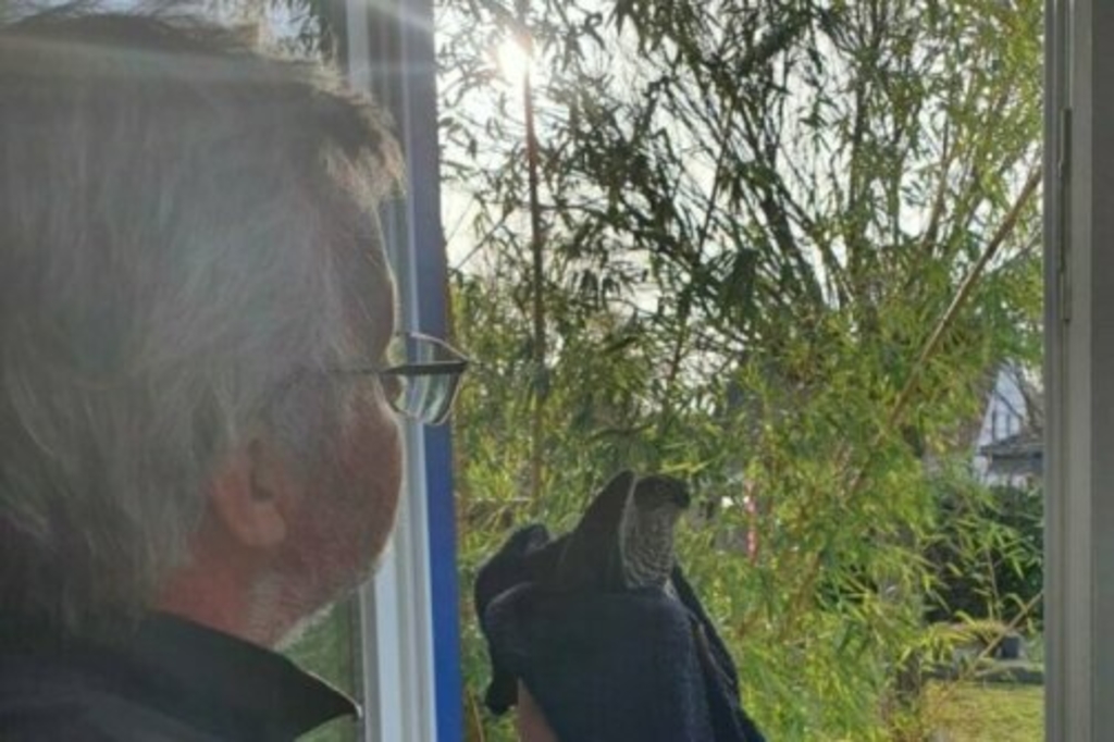 Sperberweibchen Copp.hingst