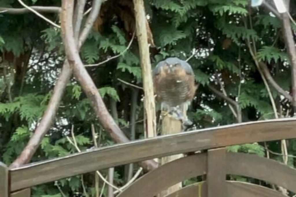 Sperbermännchen Auf Einem Pfahl Cop.stadt Köln