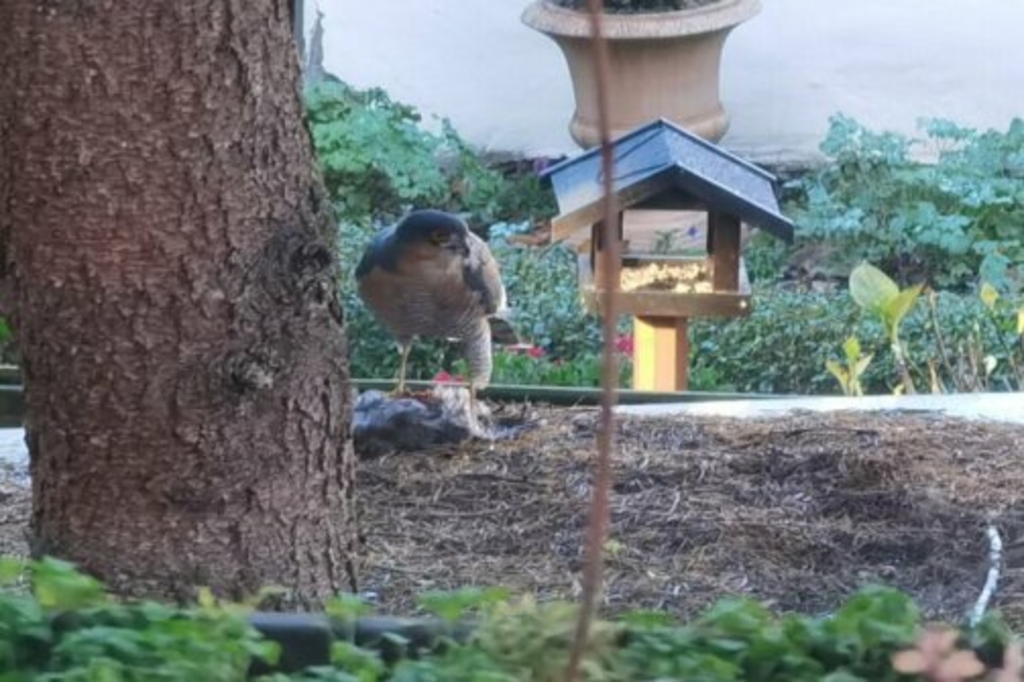 Sperberweibchen mit Beute