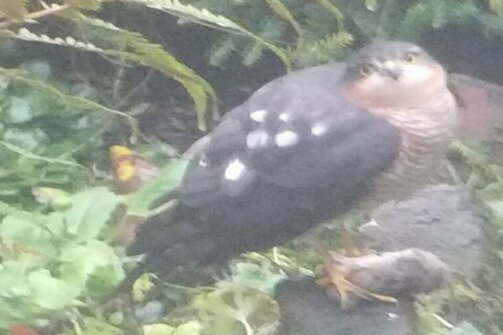 Sperbermännchen Auf Einem Stück Holz Cop M.methes