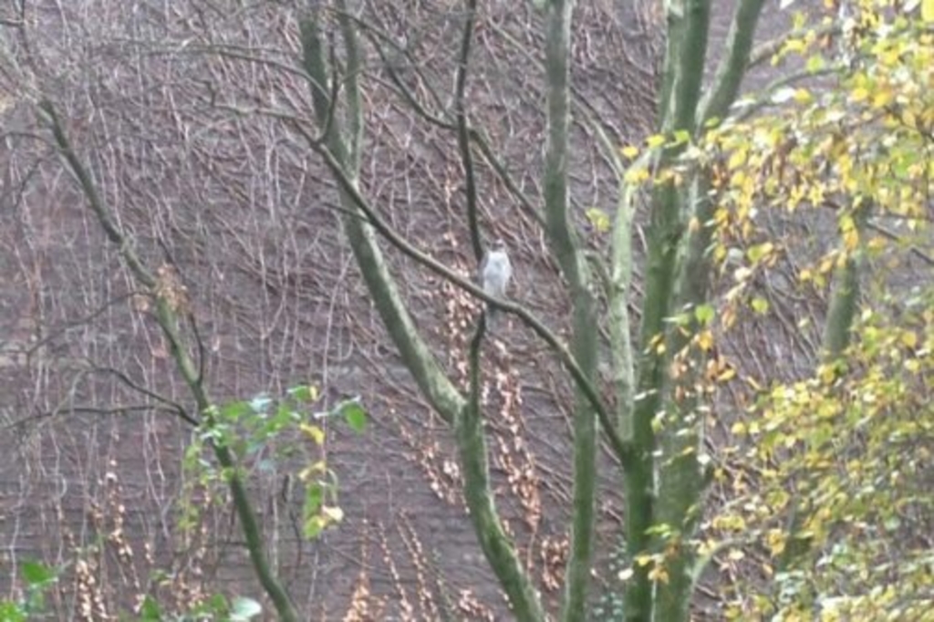 Sperberweibchen Cop.zeidler-kröll