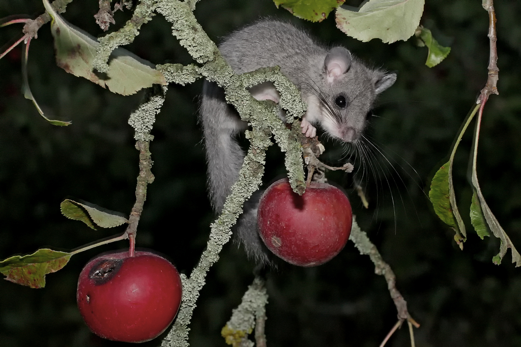 Siebenschläfer, Link auf Steckbrief Siebenschläfer
