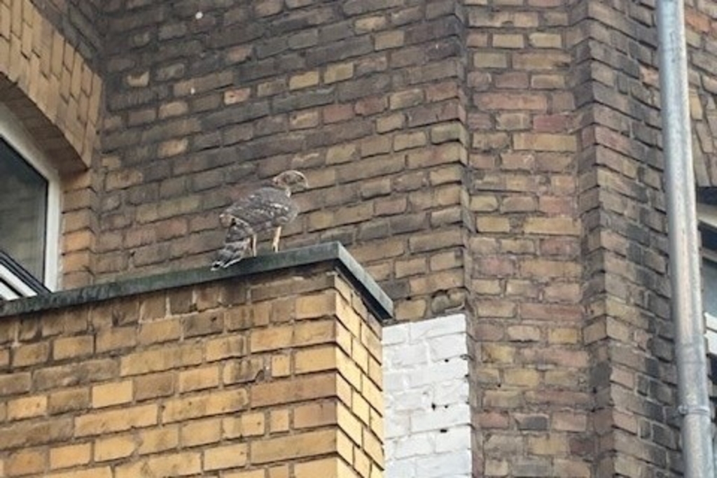 Sperberweibchen-cop. P. Kitschitzki