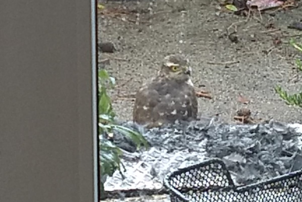 Sperberweibchencop Stadt Köln