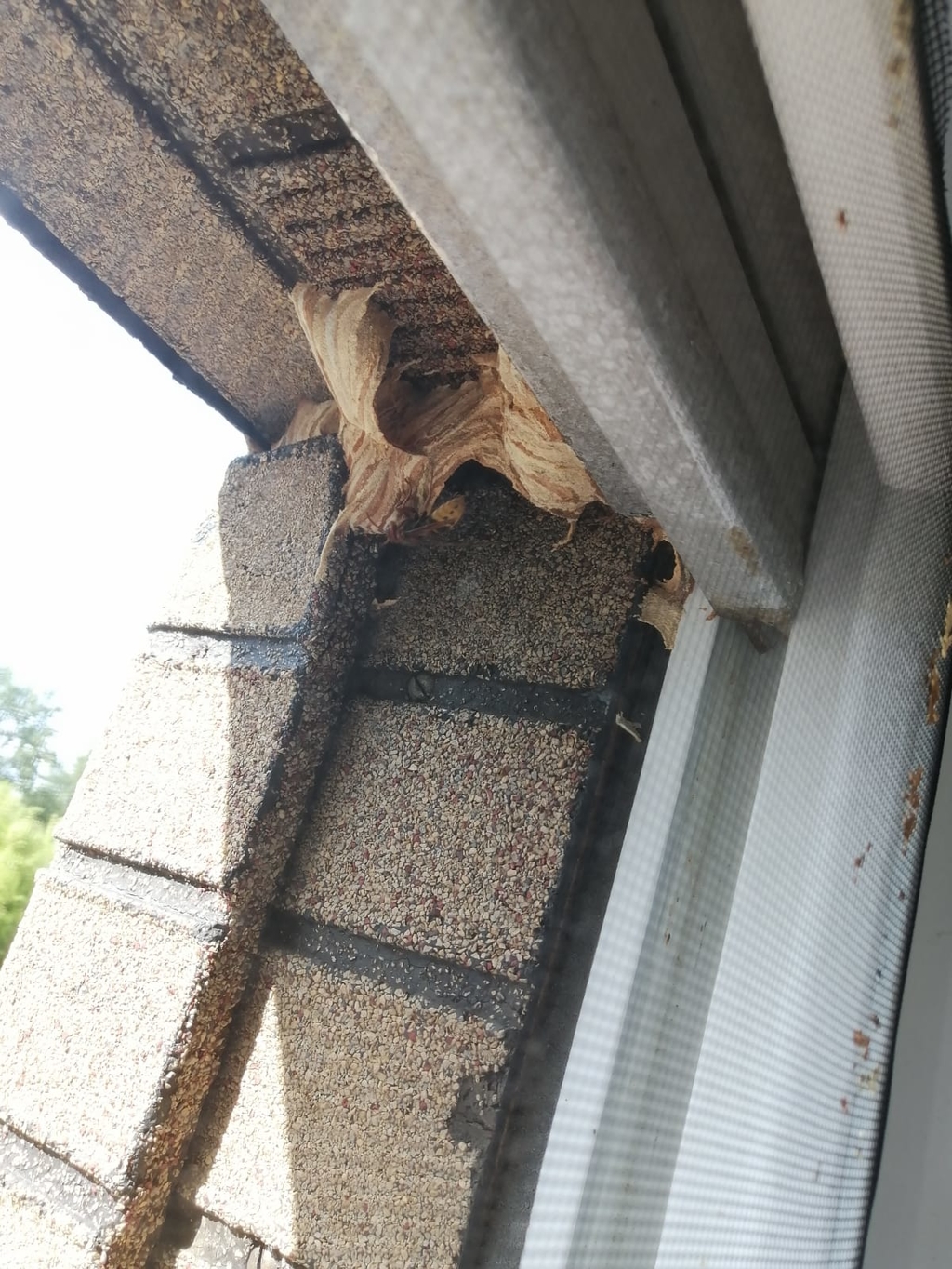 Hornissennest im Rolladenkasten