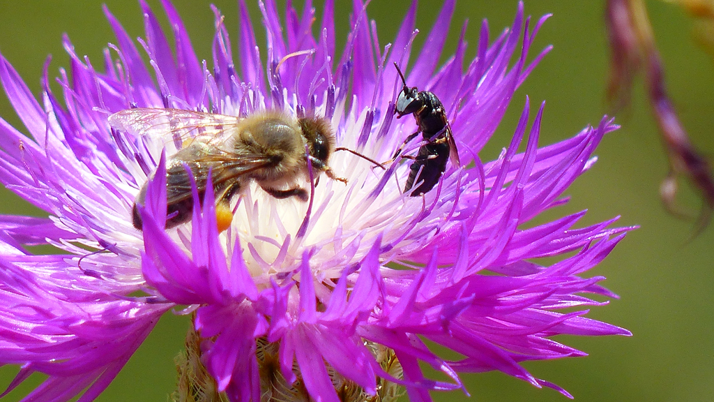 Bienen in Bluete16_9