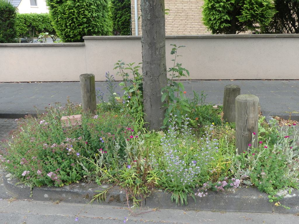 Baumscheibe naturnah