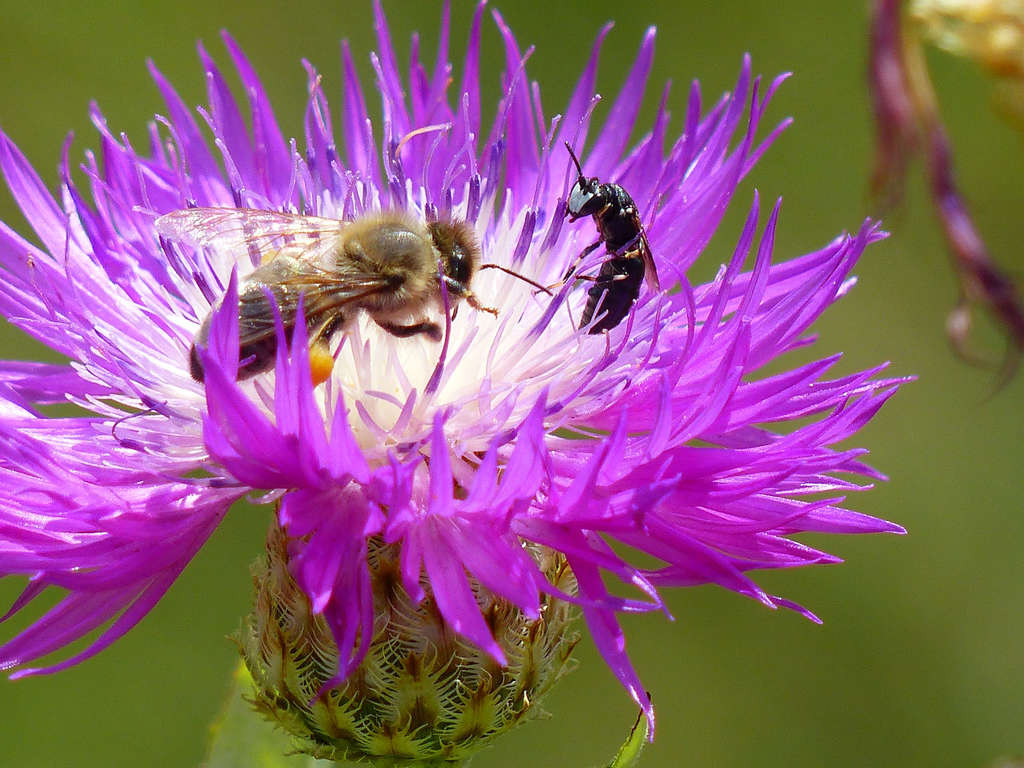 Distel mit Honig und Maskenbiene