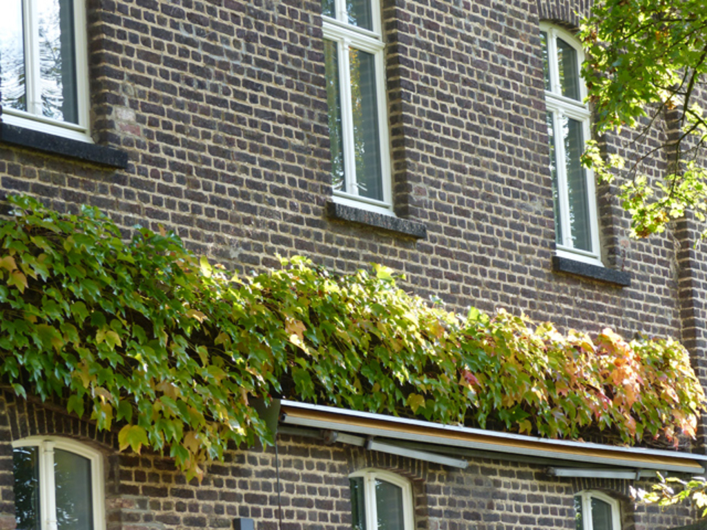 Fassade Wilder Wein Backstein