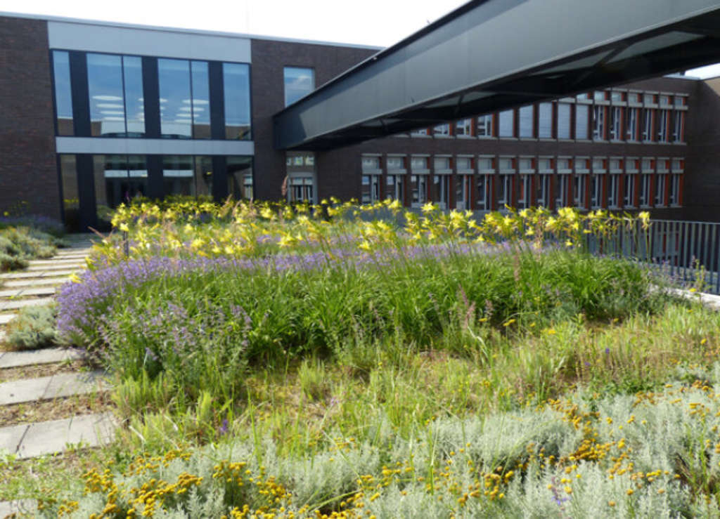 Flachdach Schule Rodenkirchen