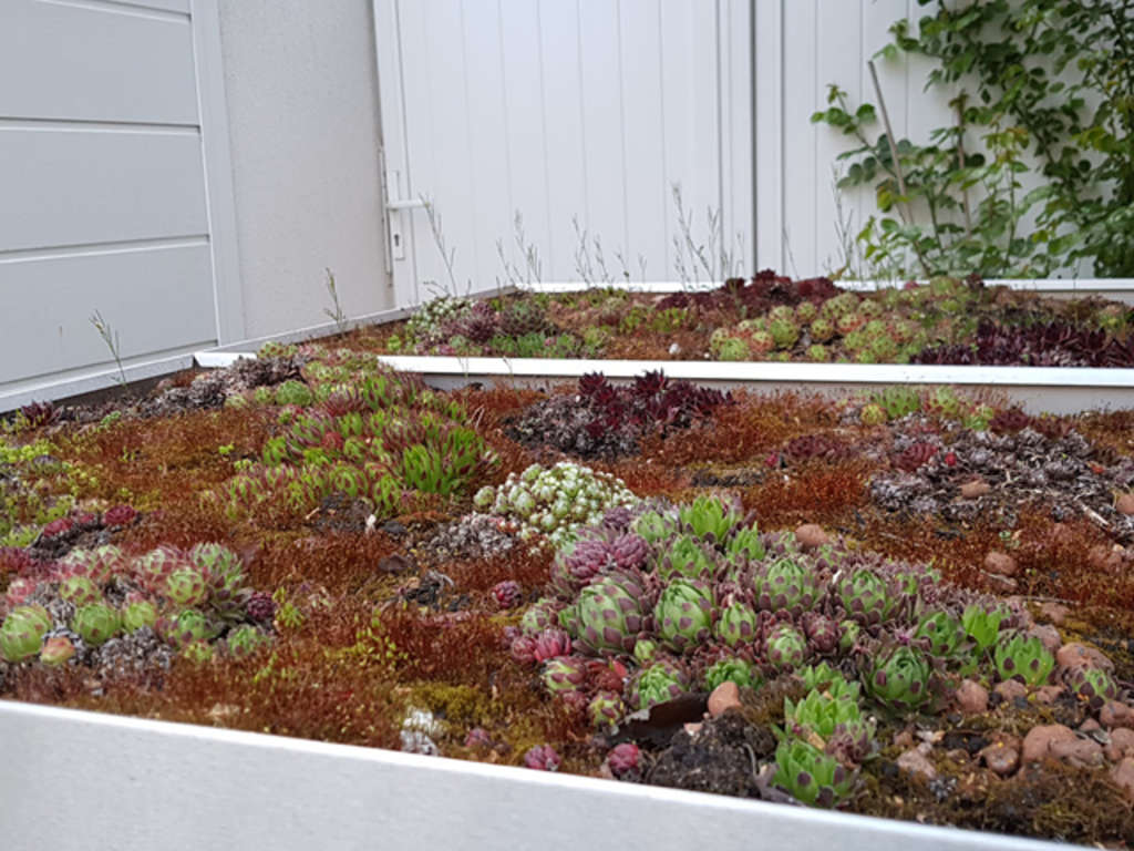 Flachdach Sempervivum Dach