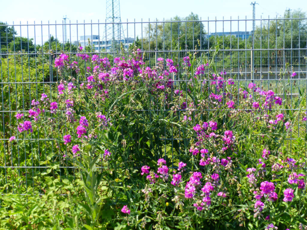 Zaun mit Blühranke