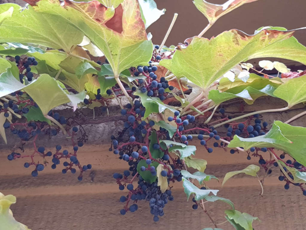 Wilder Wein mit Beeren