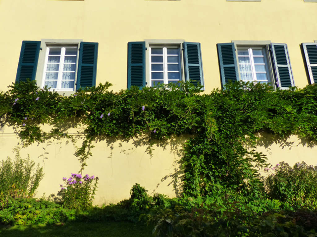 Fassadenbegrünung Blauregen gelbes Haus