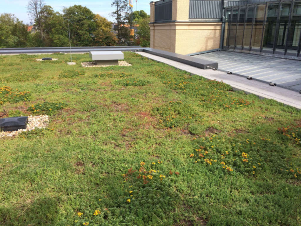 Dachbegrünung Flachdach