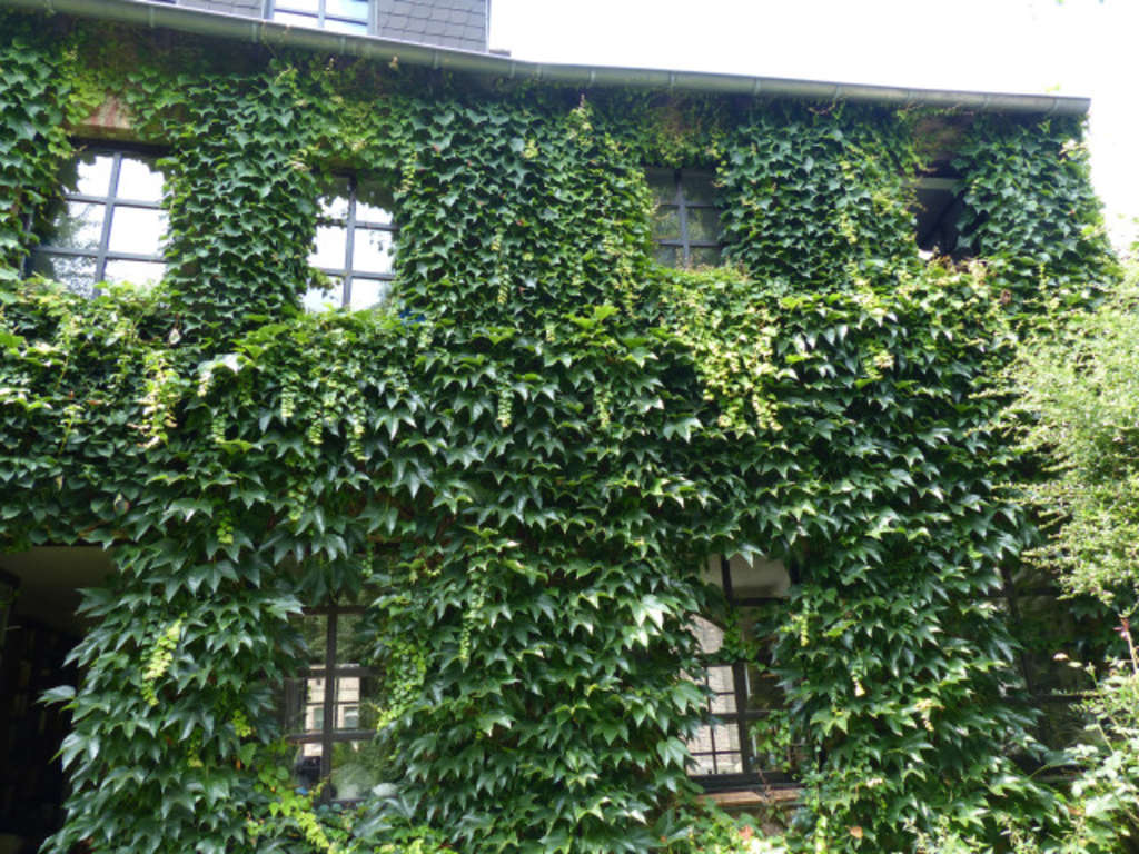 Fassadenbegrünung Wilder Wein