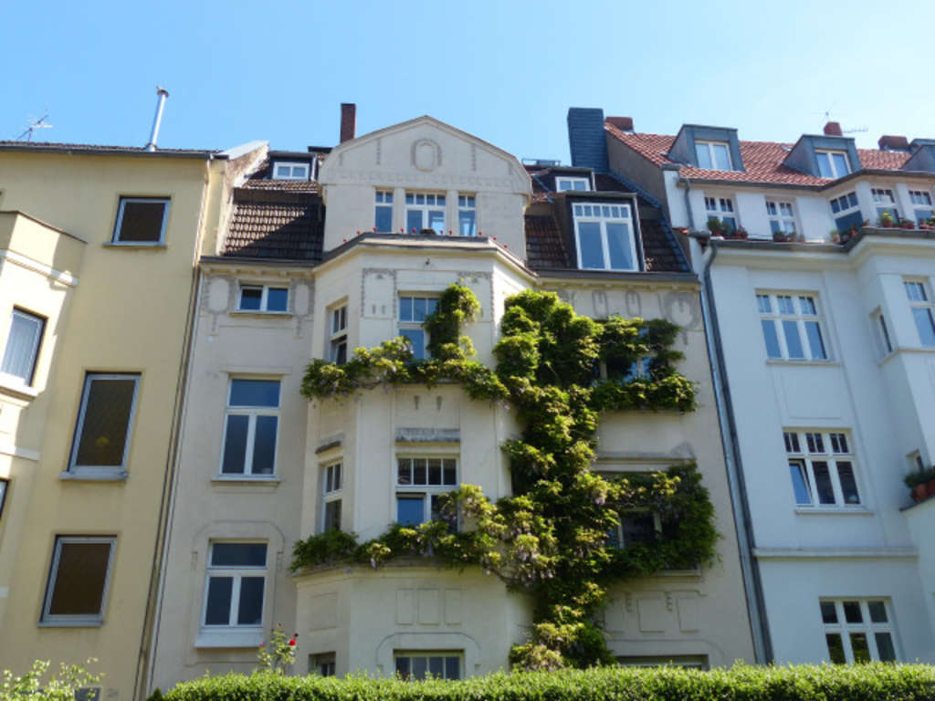 Blauregen Häuserfront