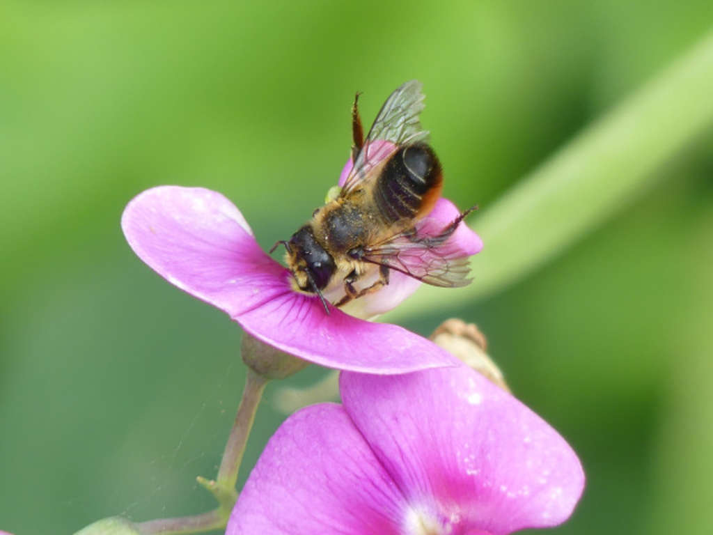 Blattschneiderbiene auf einer Blume