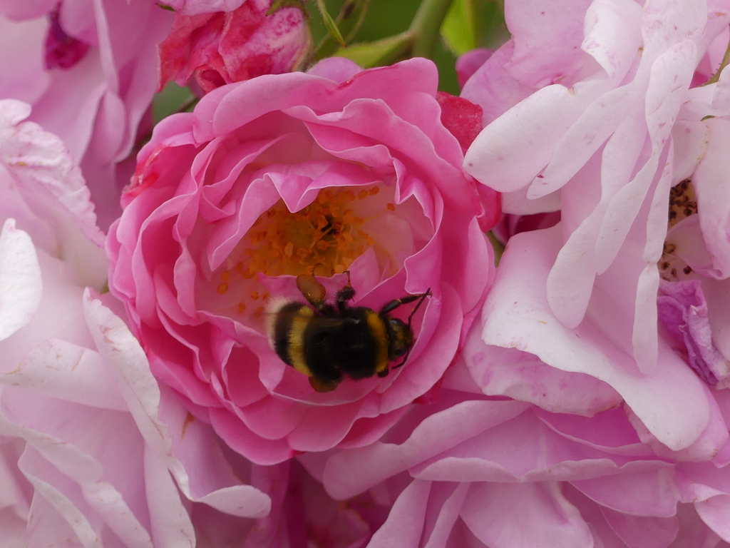 Rose mit Hummel