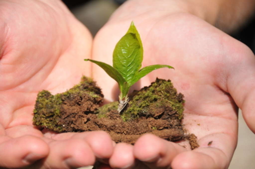 Pflanze mit Erde gehalten in zwei Händen
