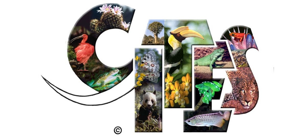 Cites Logo bunt