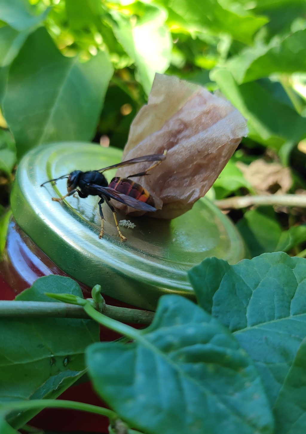 Eine asiatische Hornisse auf dem Deckel eines Einmachglasses