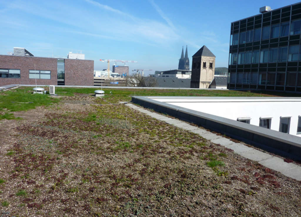 Dachbegrünung