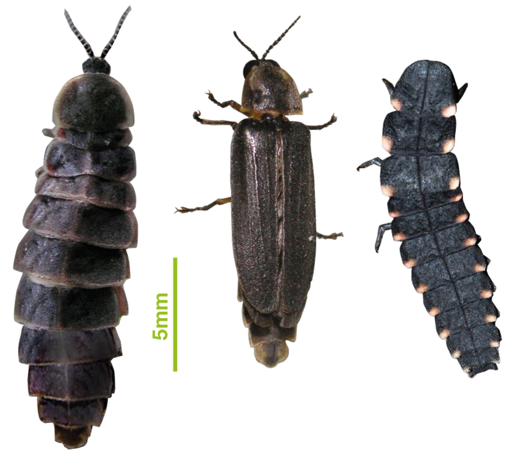 Details des Großen Glühwürmchens (links Weibchen, Mitte Männchen, rechts Larve)