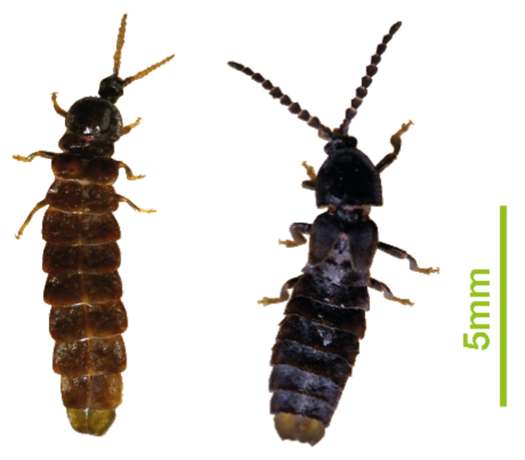 Details des Kurzflügelleuchtkäfers (links Weibchen, rechts Männchen)