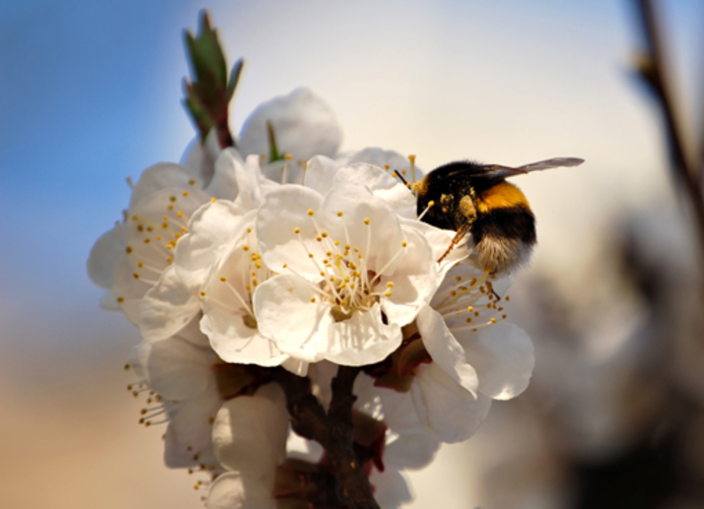 Erdhummel (Bombus spp.)
