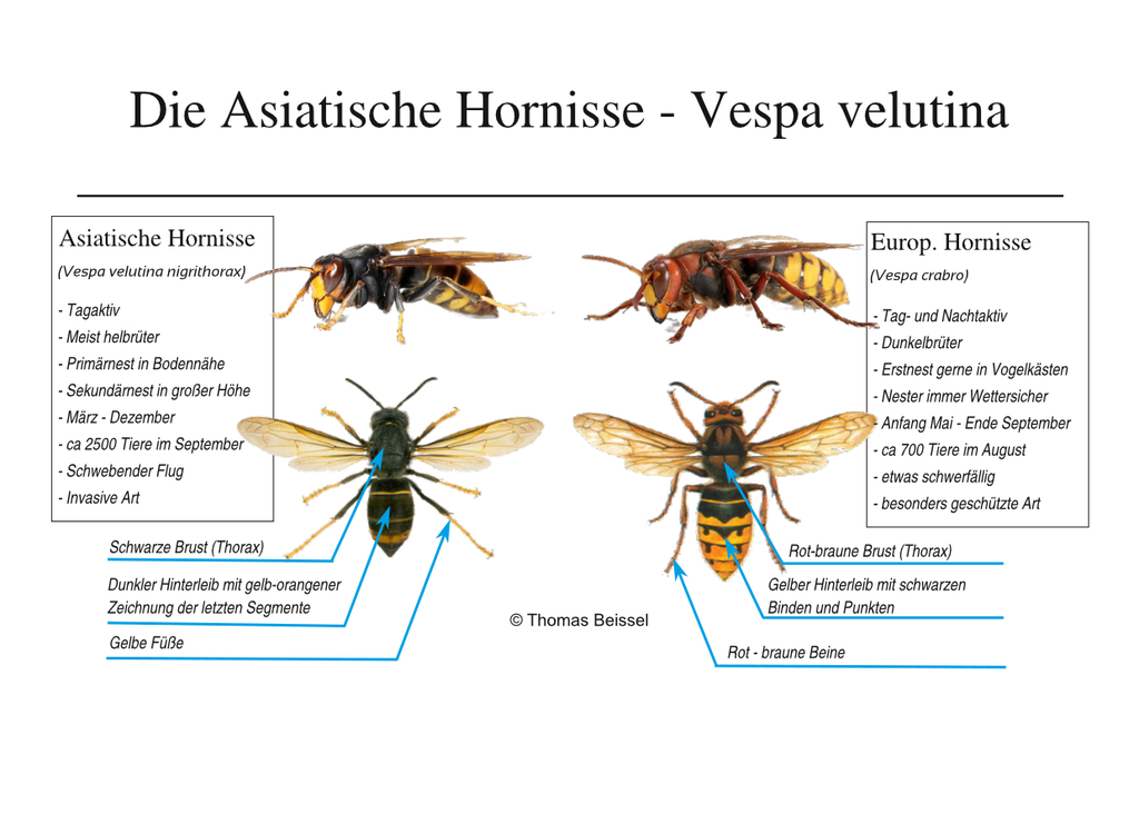 Bildvergleich einer aisiatischen und einer europäischen Hornisse
