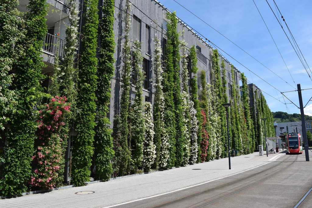 Beispiel einer strassenseitigen Fassadenbegrünung