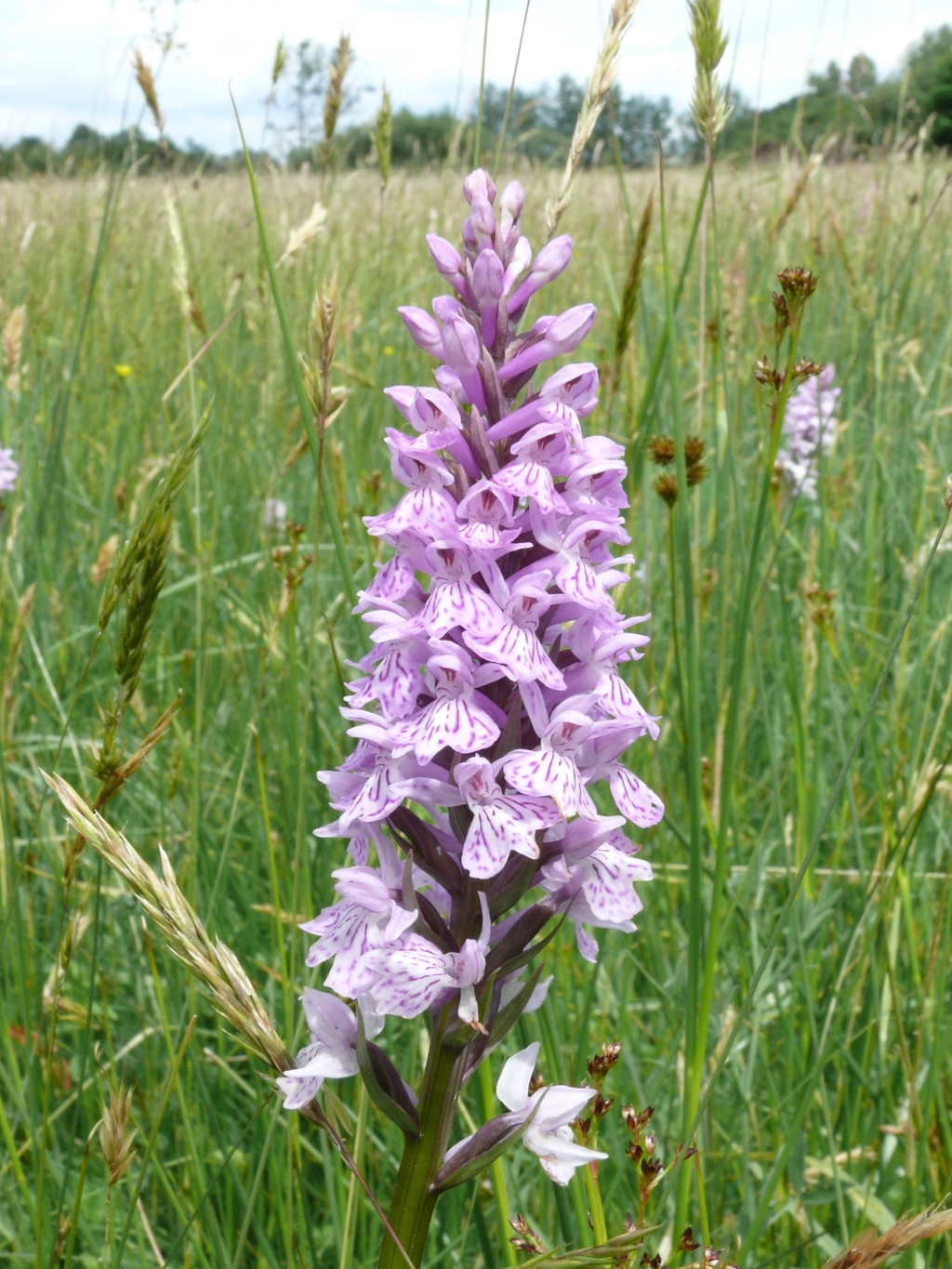 Geflecktes Knabenkraut