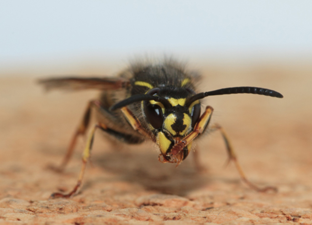 Gemeine Wespe (Vespula vulgaris)