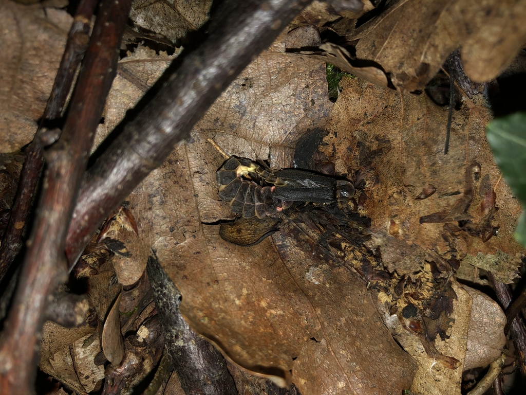 Glühwürmchen bei der Paarung
