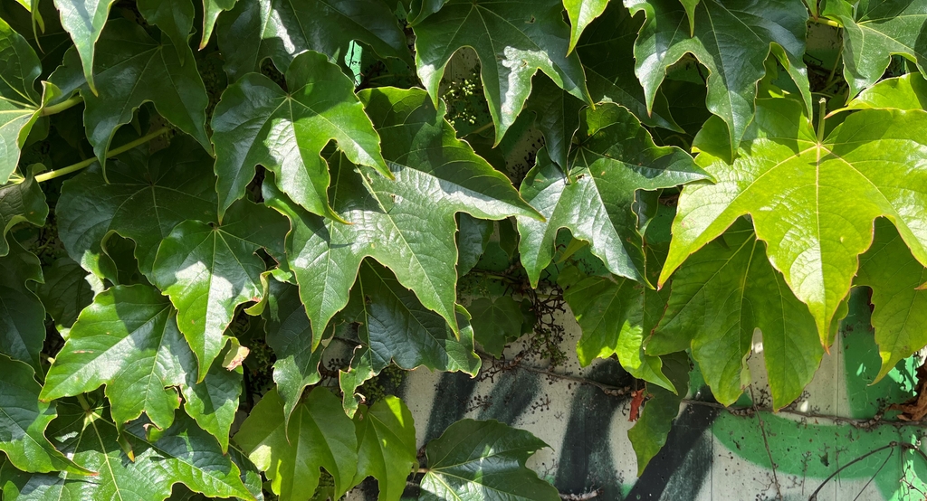 Fassadenbegrünung in der Nahaufnahme