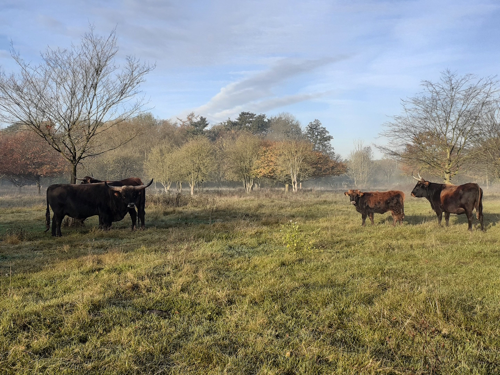 Heckrinder auf einer Weide