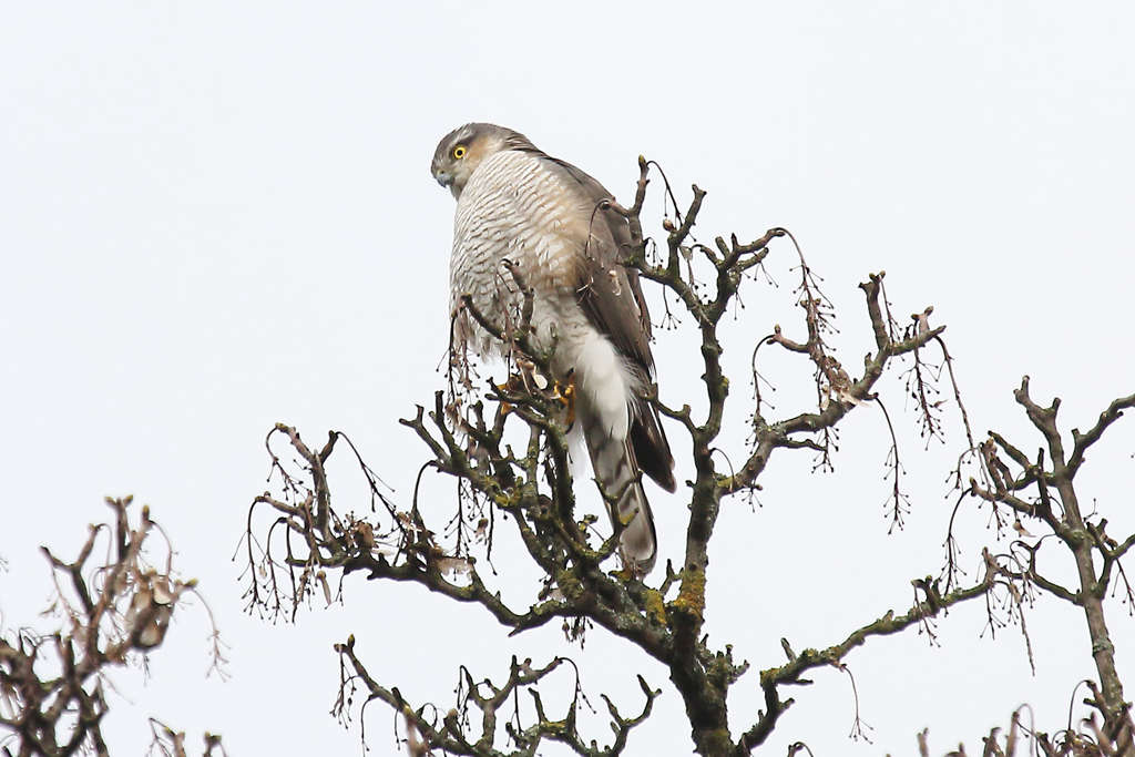 Männlicher Sperber sitzend im Geäst
