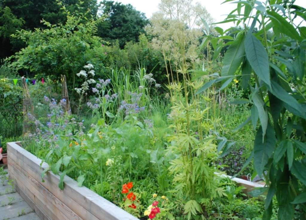 Hochbeet Lehrgarten Müngersdorf