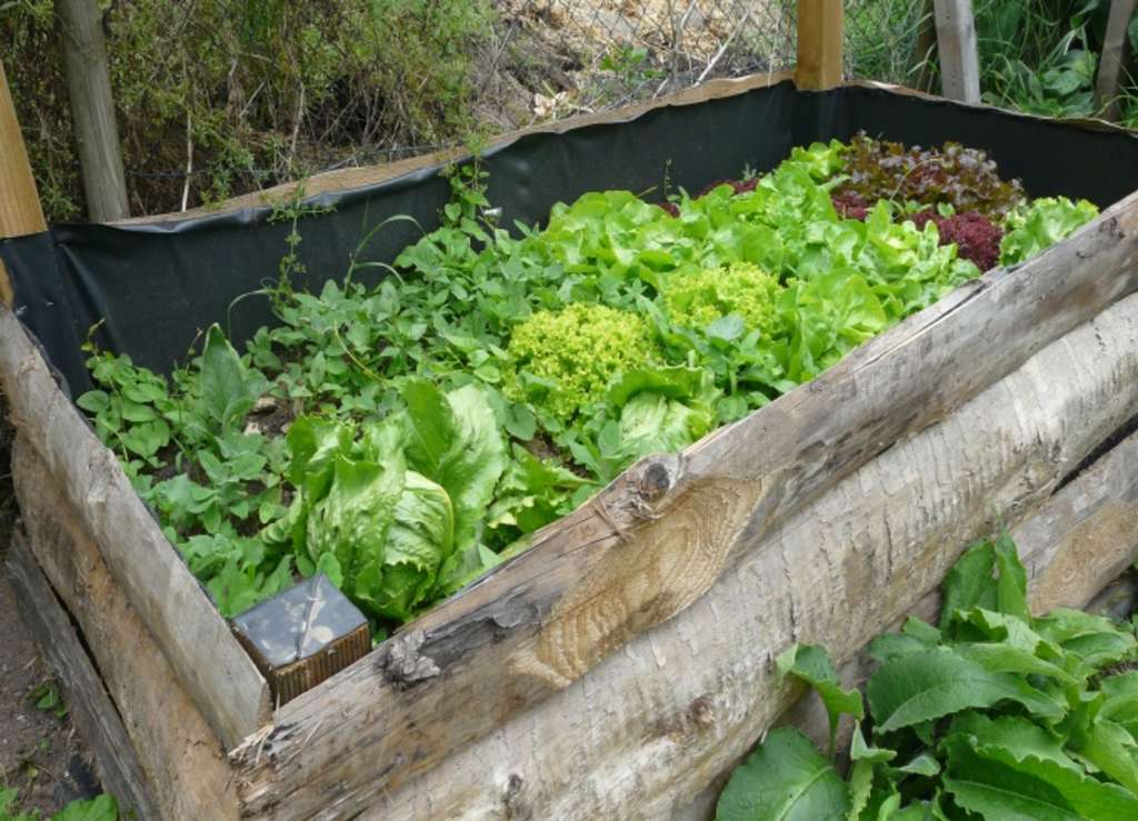 Hochbeet mit Salat